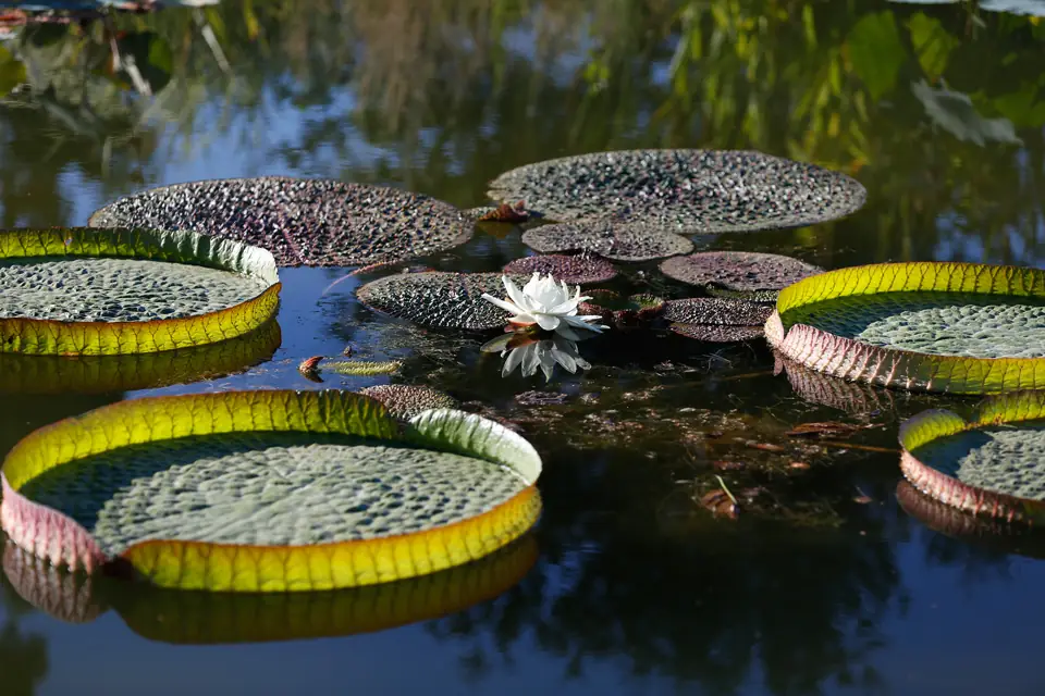 ARBORETUM MAS ROUSSILLON