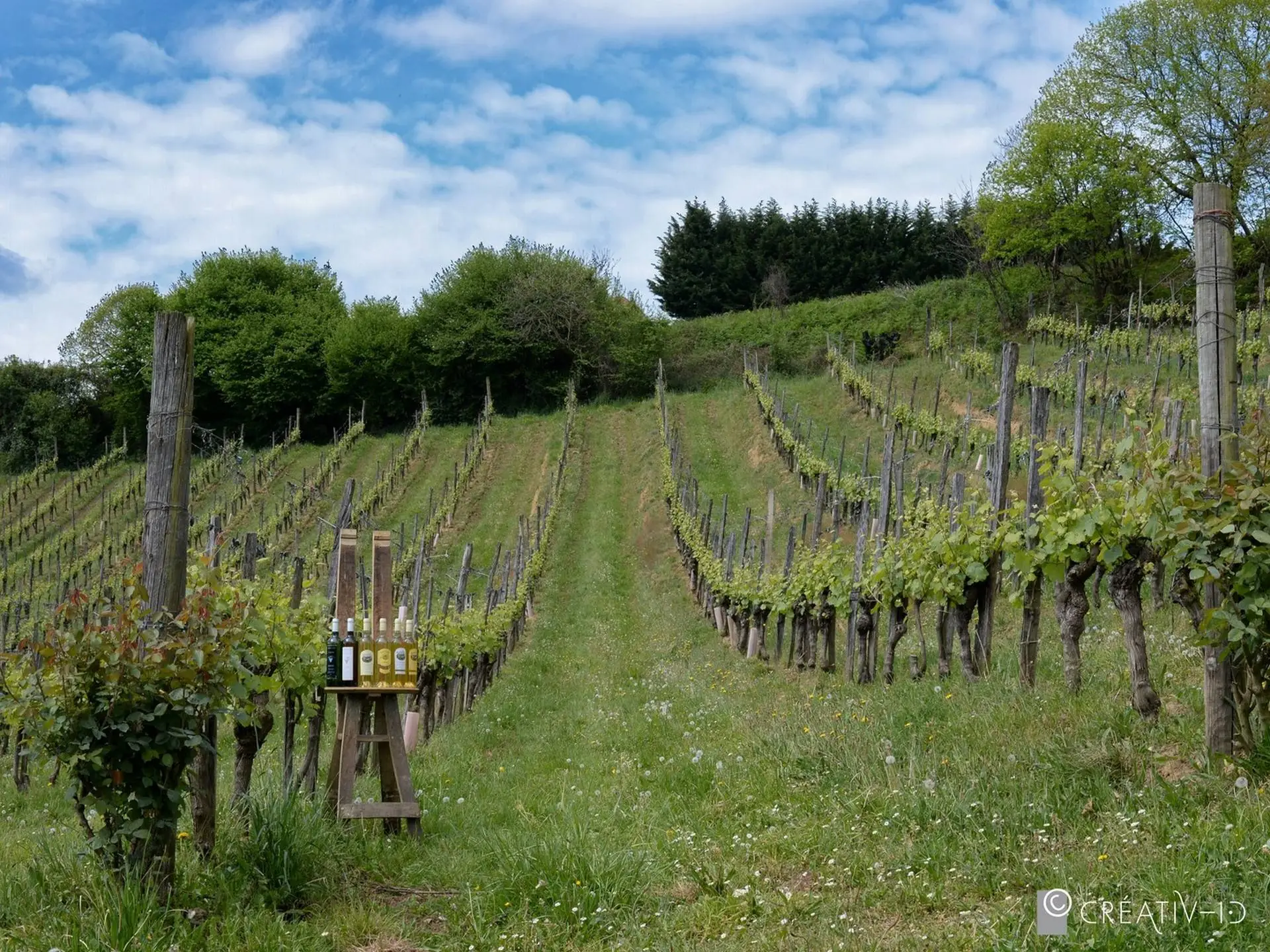 Balade vigneronne : Domaine Larroudé
