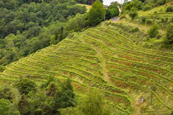 Domaine Albespy