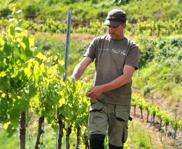Domaine de la Carolie
