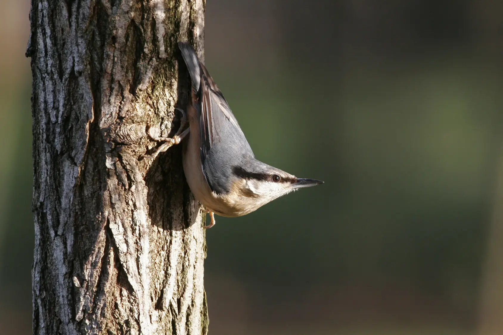 Formation aux oiseaux des jardins : découverte des oiseaux des jardins en hiver - 1/2 journée