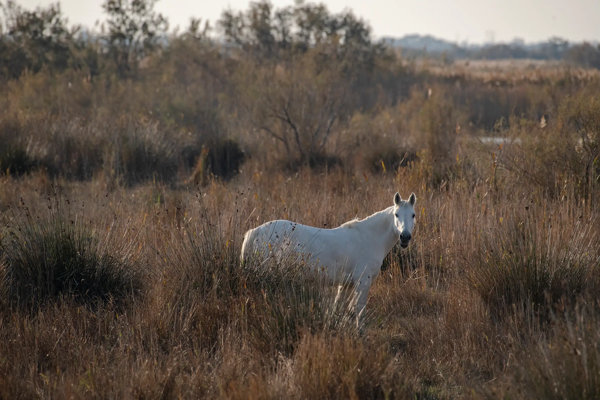 Découverte de la Camargue en 4X4 avec Camargue Alpilles  Safari