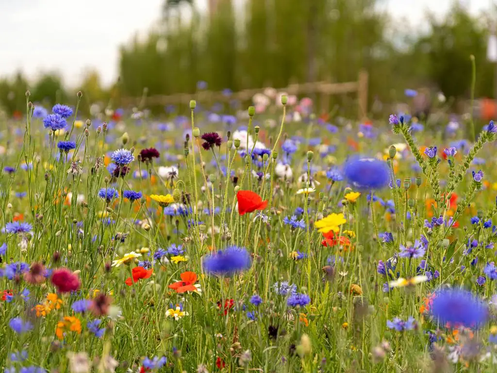 Les fleurs des chemins : Petits trésors au bord des sentiers