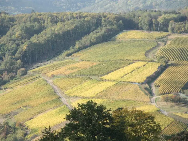 Visite guidée du vignoble d'Albé et dégustation de vins