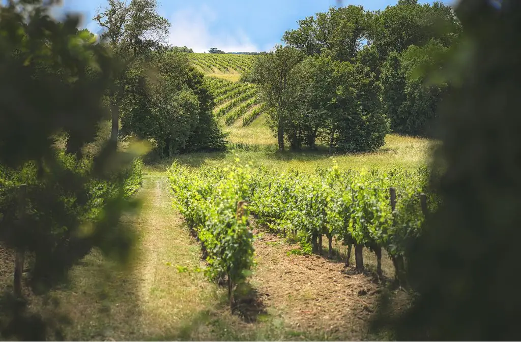 Guided tour & local produces | Domaine de Grange Neuve