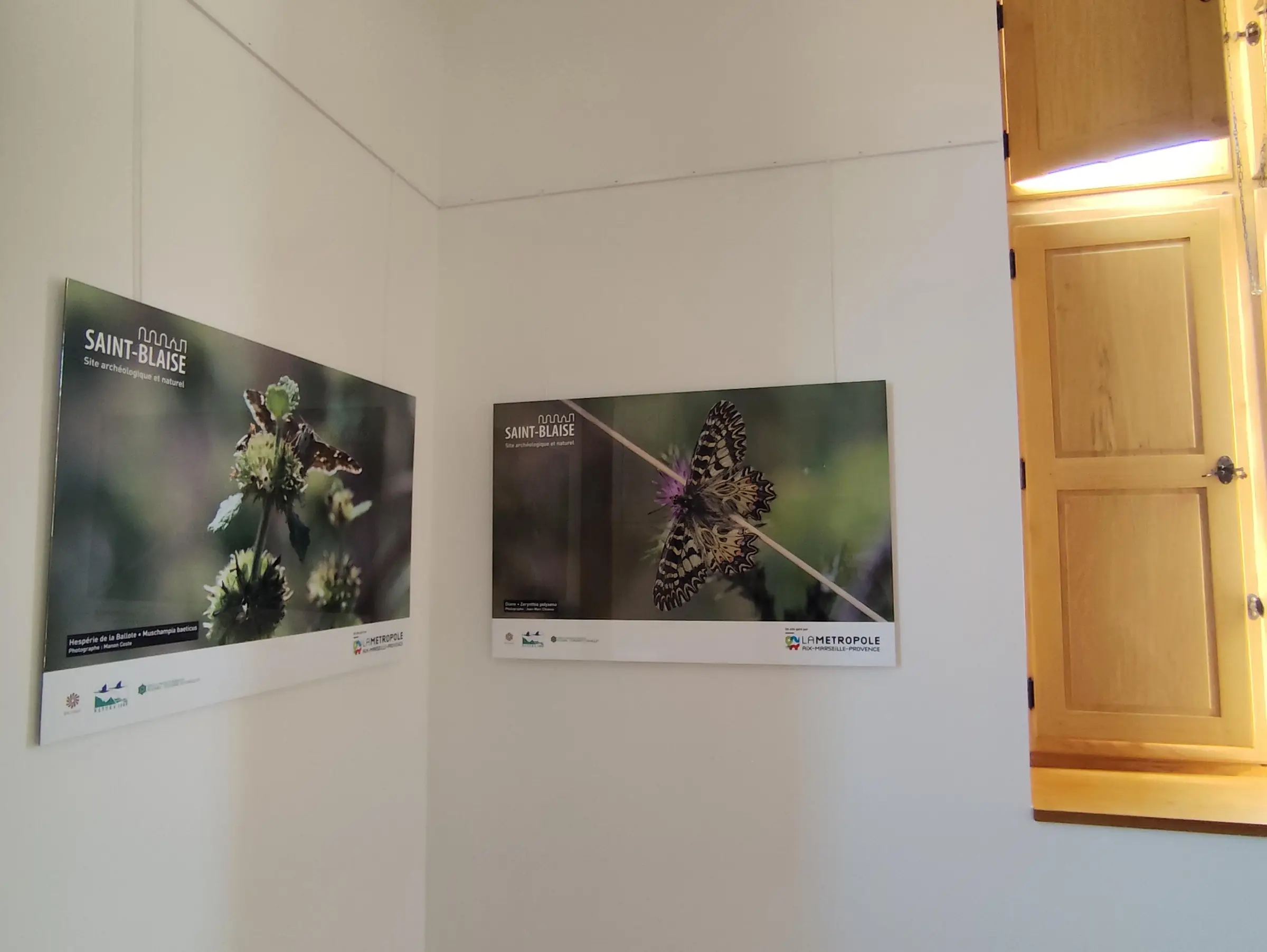 Exposition : biodiversité, regards croisés sur la faune et la flore locale