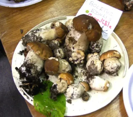 Journée Champignons