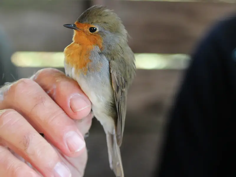 Bague à la patte à Terres d'Oiseaux
