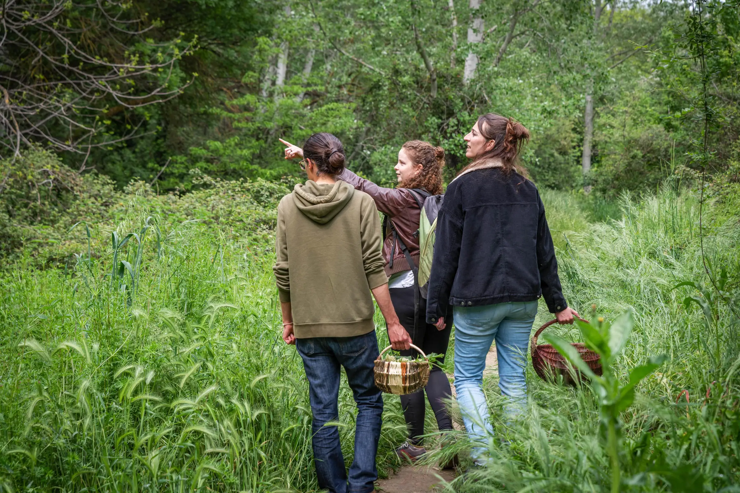 Balade découverte des plantes sauvages