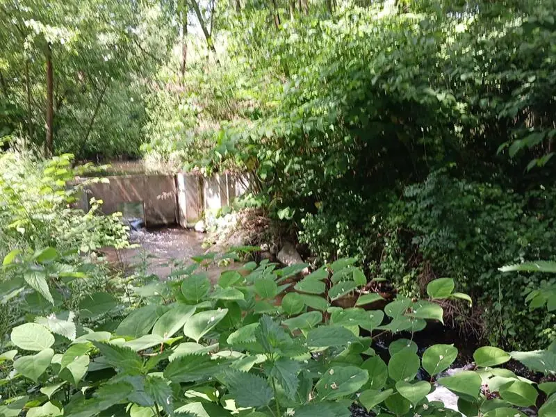 Passe à poissons