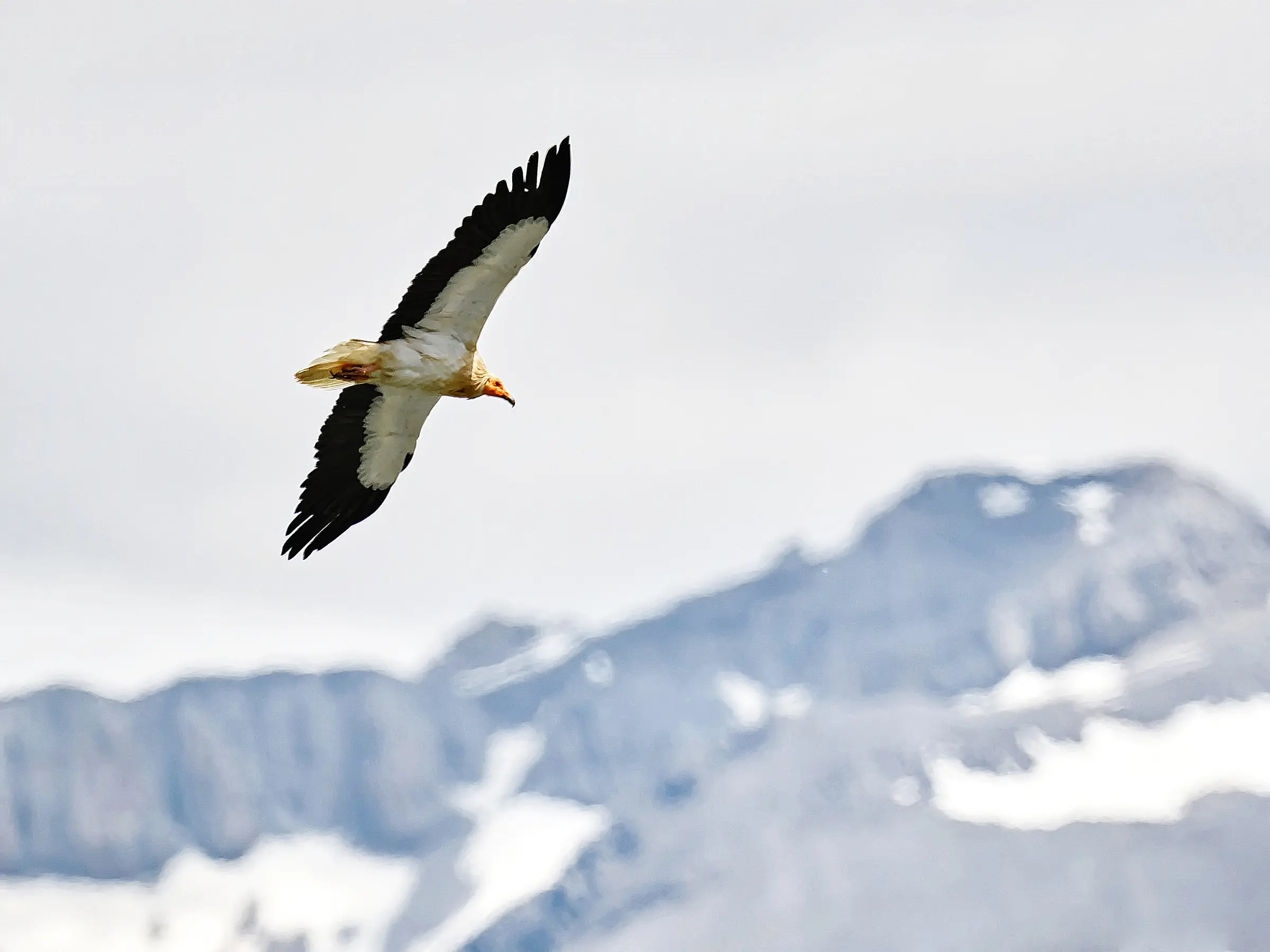 Voir les rapaces