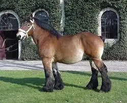Concours national de chevaux ardennais