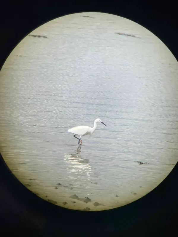 Sorties oiseaux des bords de Loire : on me nomme oiseau, qui suis-je ?