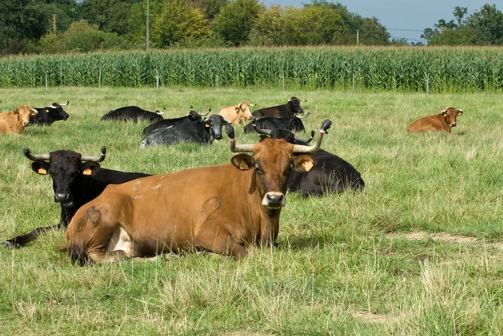 Visite de la ganaderia Maynus