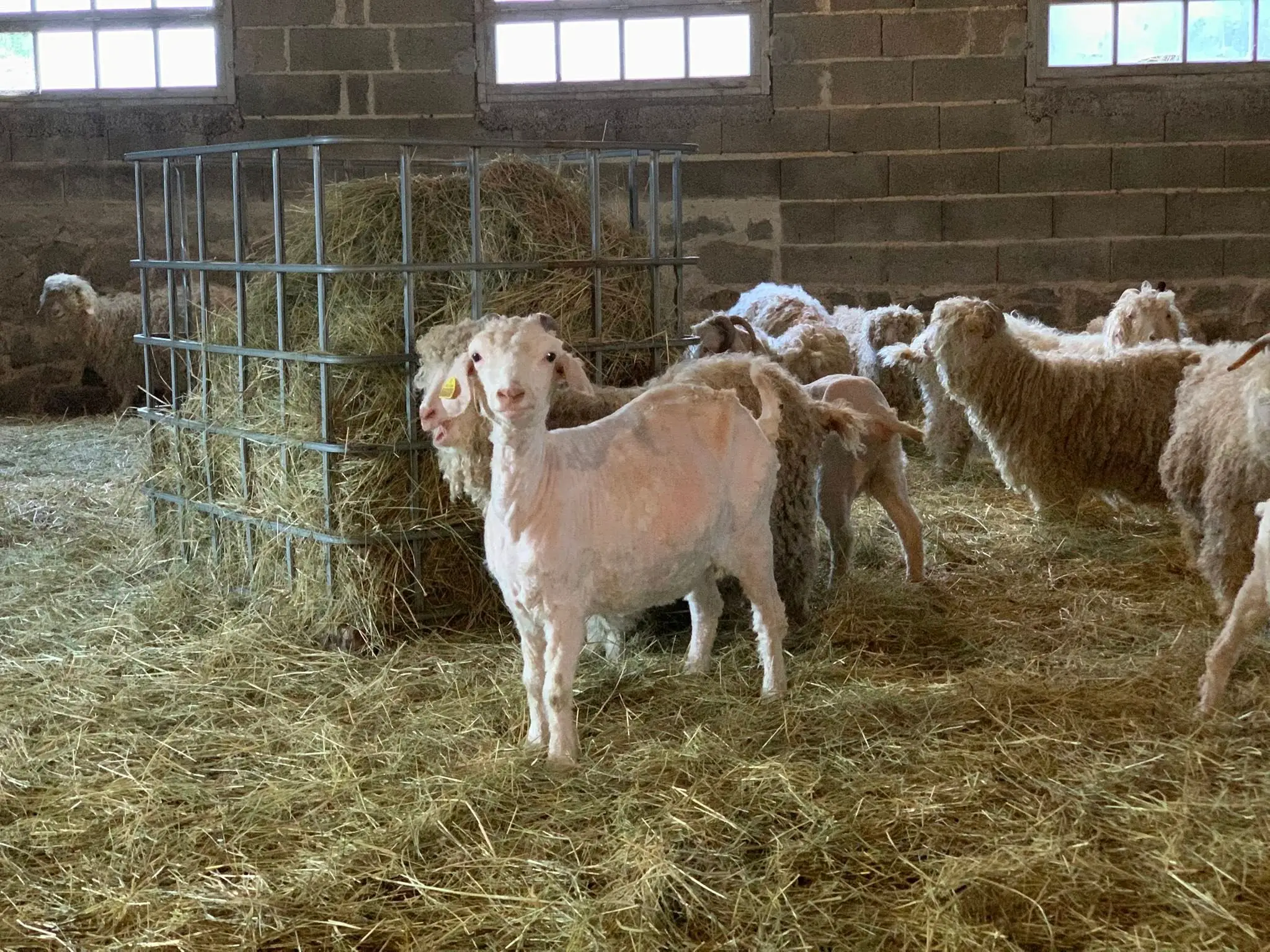 Animations à la ferme pédagogique du domaine D'Hestia