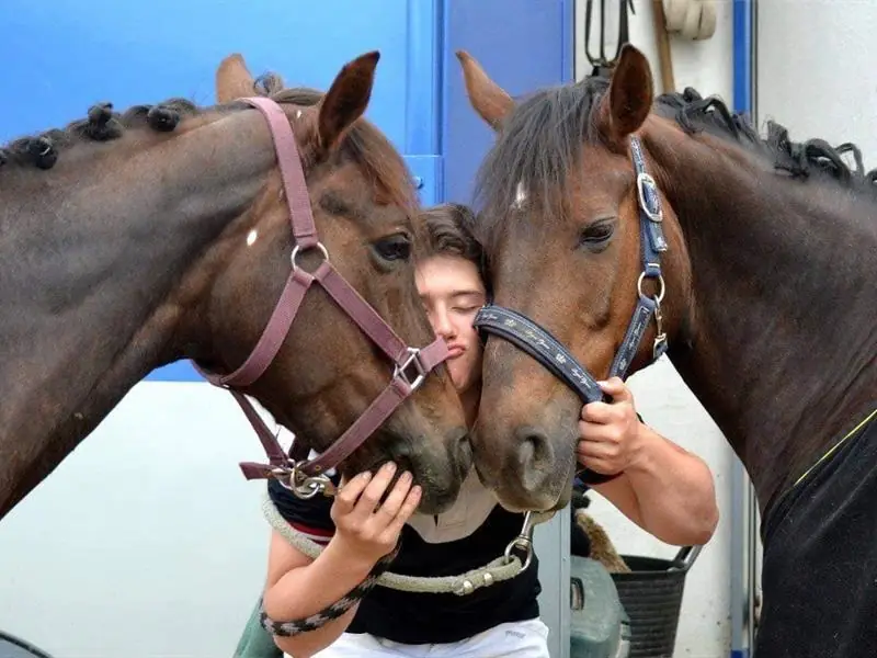 Cheval Mon Ami : Lâchez les chevaux !