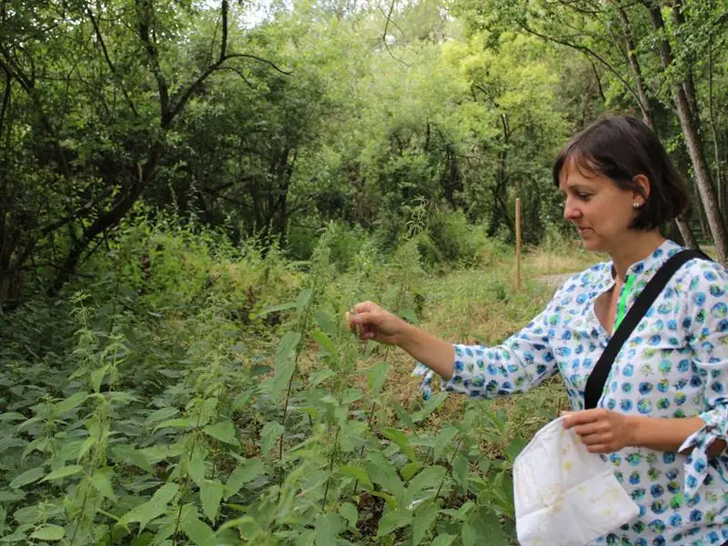 Un soir d'été - Plantes sauvages et douceur estivale