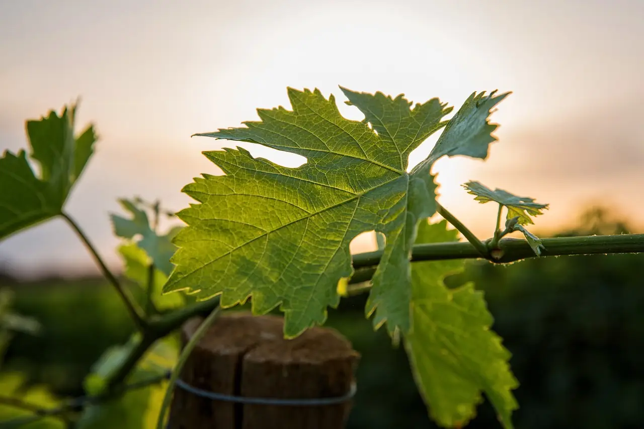 LA CULTURE DE LA VIGNE FACE AU CHANGEMENT CLIMATIQUE