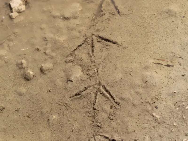Sur les traces des Animaux à Terres d'Oiseaux
