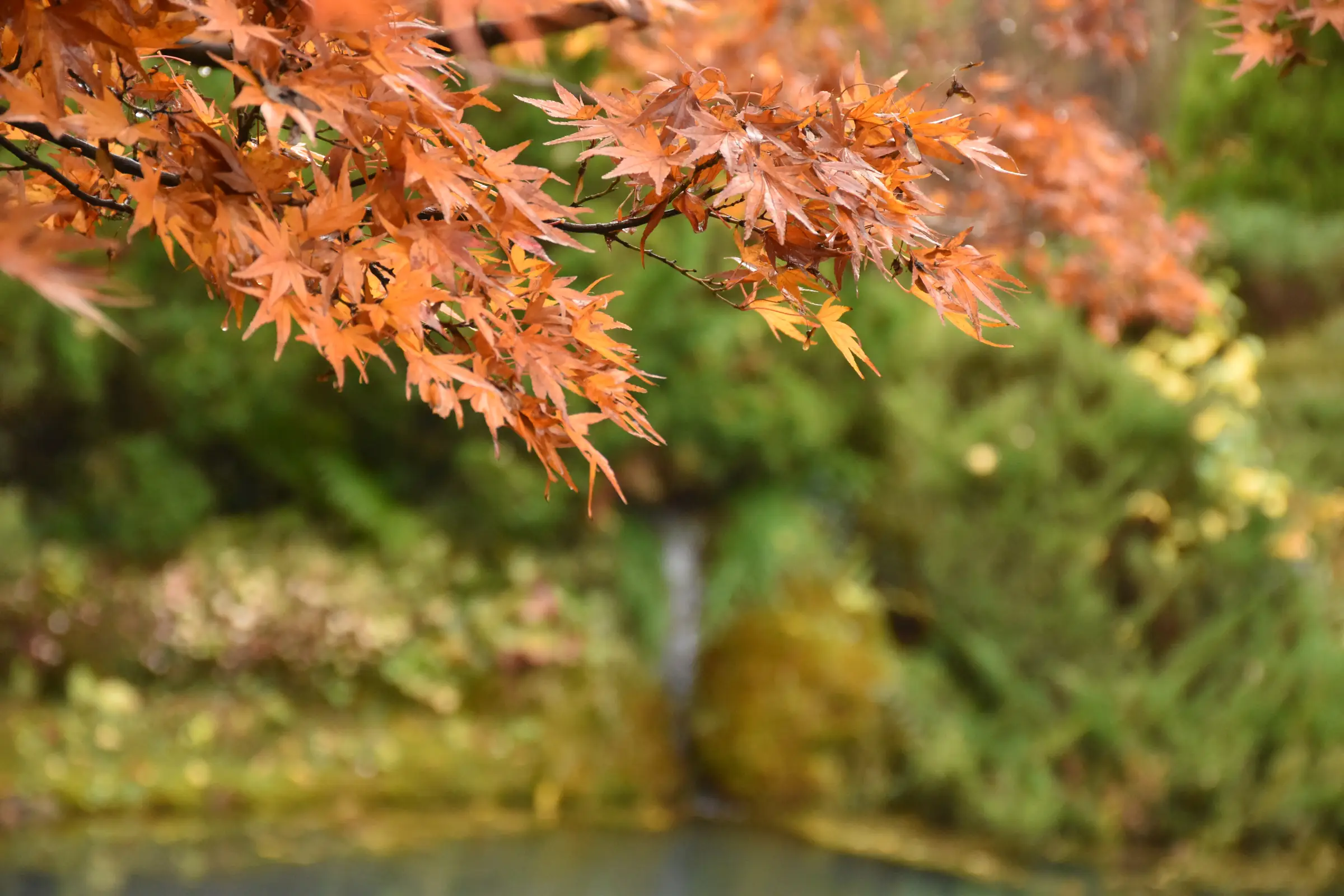Concours photos : Automne