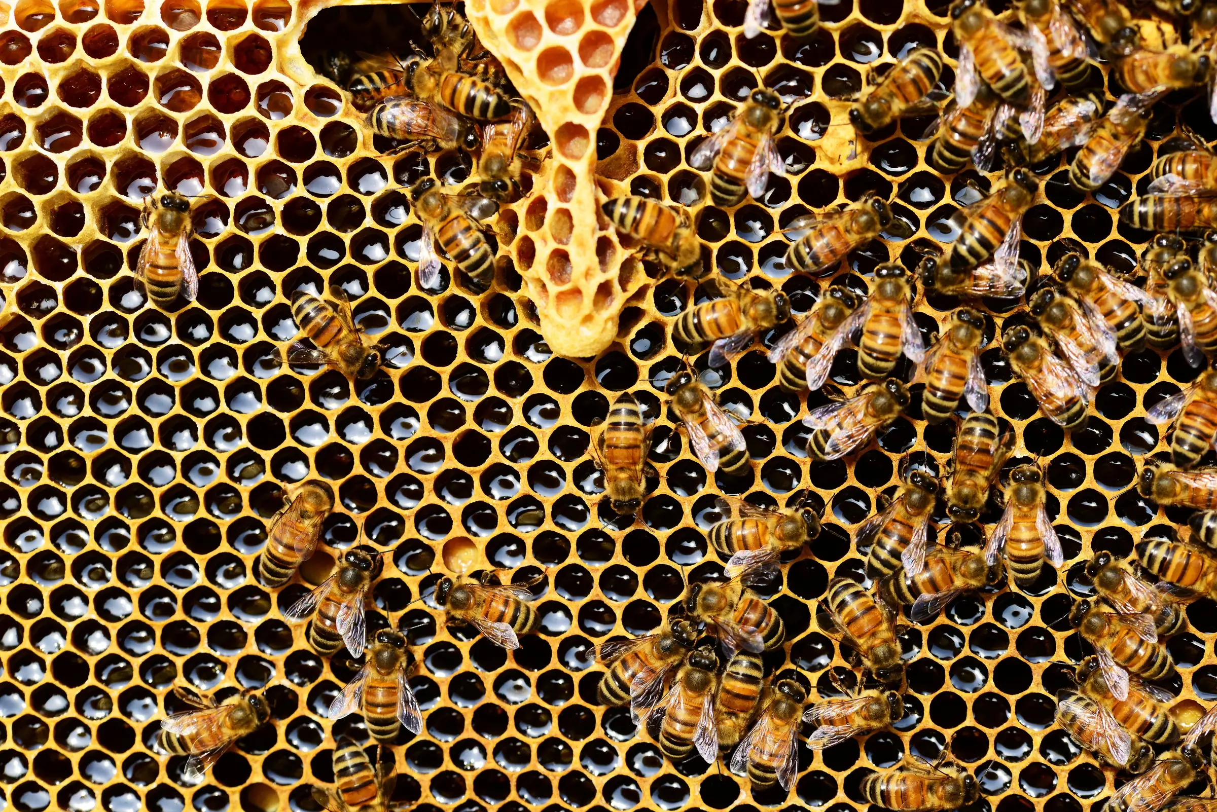EXPOSITION : NUMA BASTIDE 2026 – LA PASSION DE L'APICULTURE