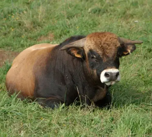 Concours des Bœufs de Noël de Laissac