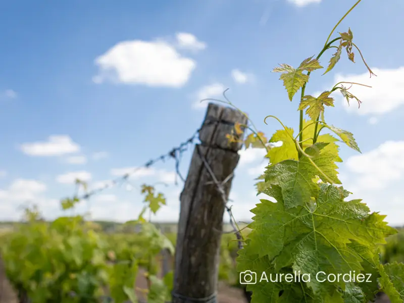 Balade commentée dans les vignes & dégustation