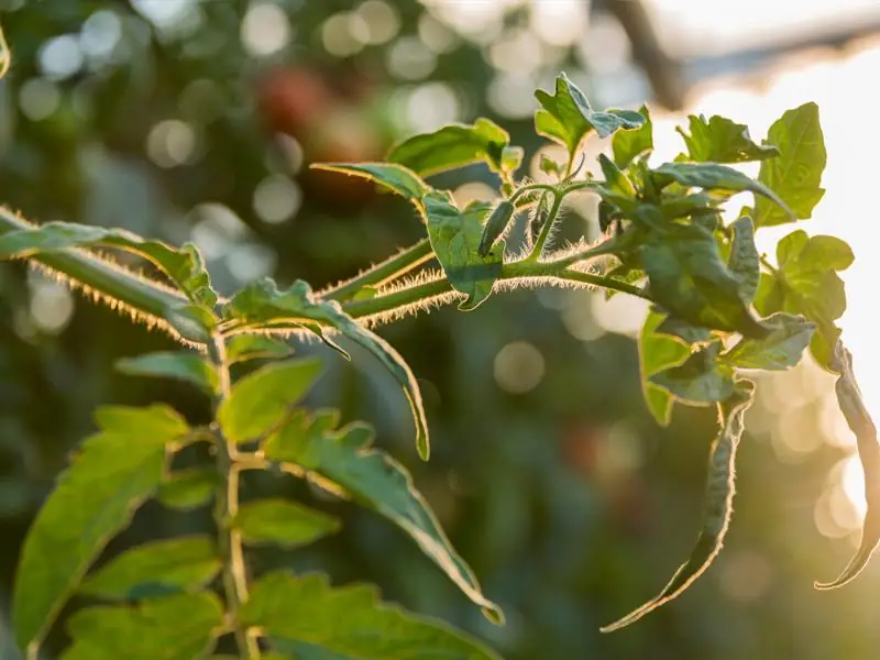 Les Saveurs de Kienheim : une déclinaison de fruits et légumes de saison