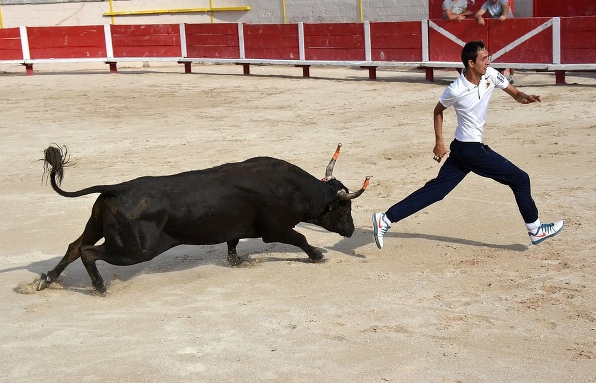 Courses de taureaux emboulés