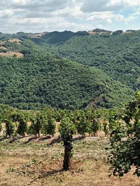 Circuit de découverte au Fel : un village, un vignoble