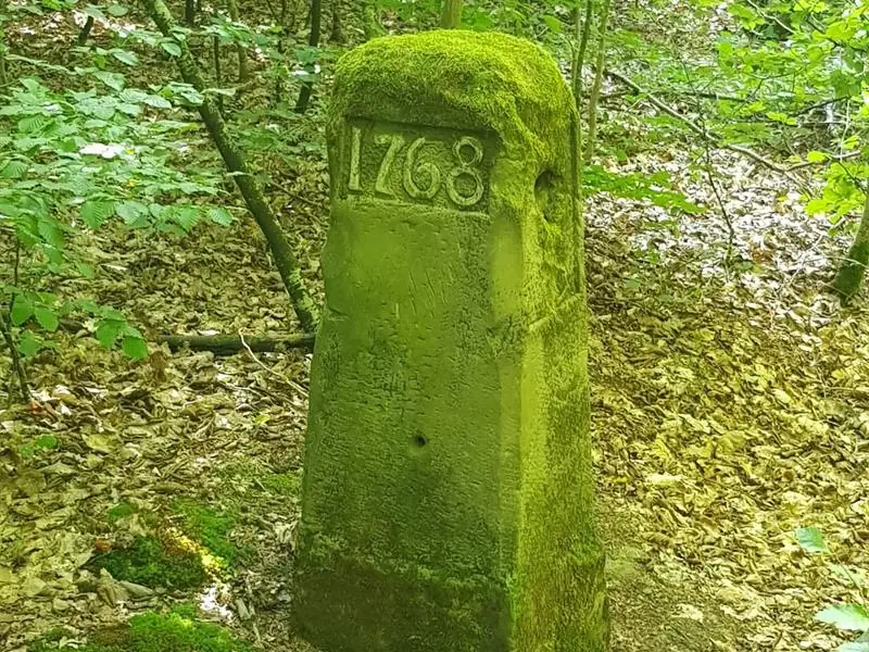 Les Rendez-vous Nature - Découverte de la forêt de Zetting