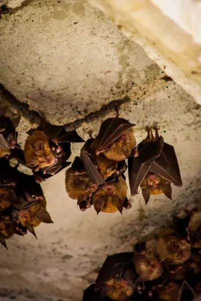 Visite à la découverte des chauves-souris de la chartreuse Saint-Sauveur