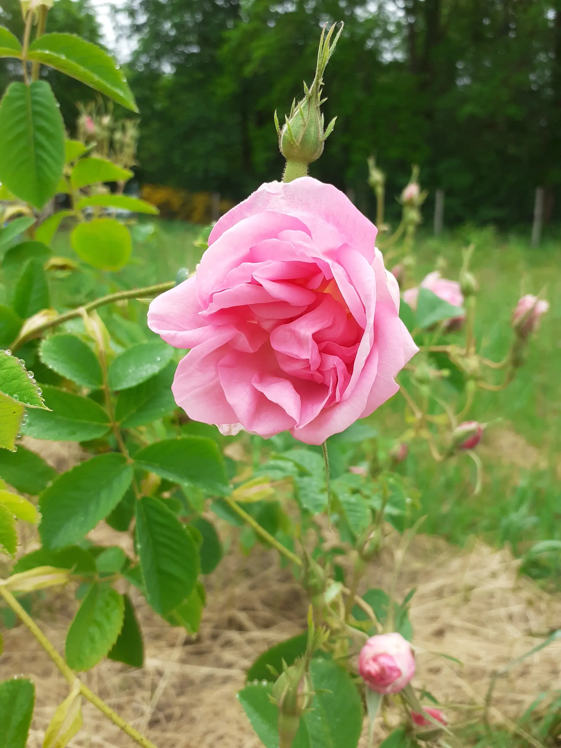 Les Jardins d'Achilléa