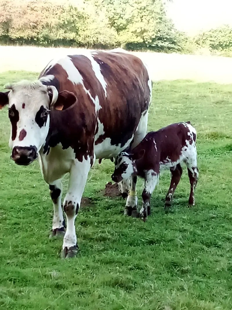 Visite d'une ferme laitiere et cidricole