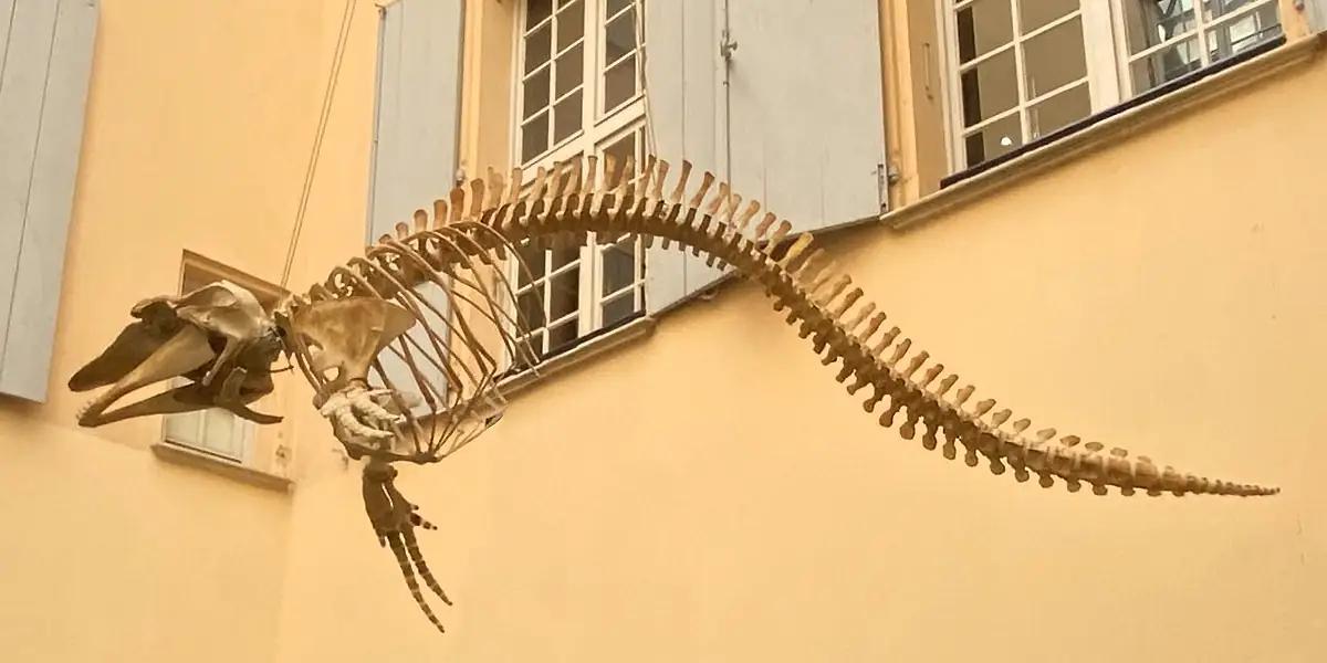 MUSEUM D'HISTOIRE NATURELLE
