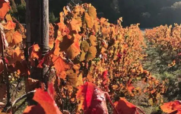 Domaine Mas Floème