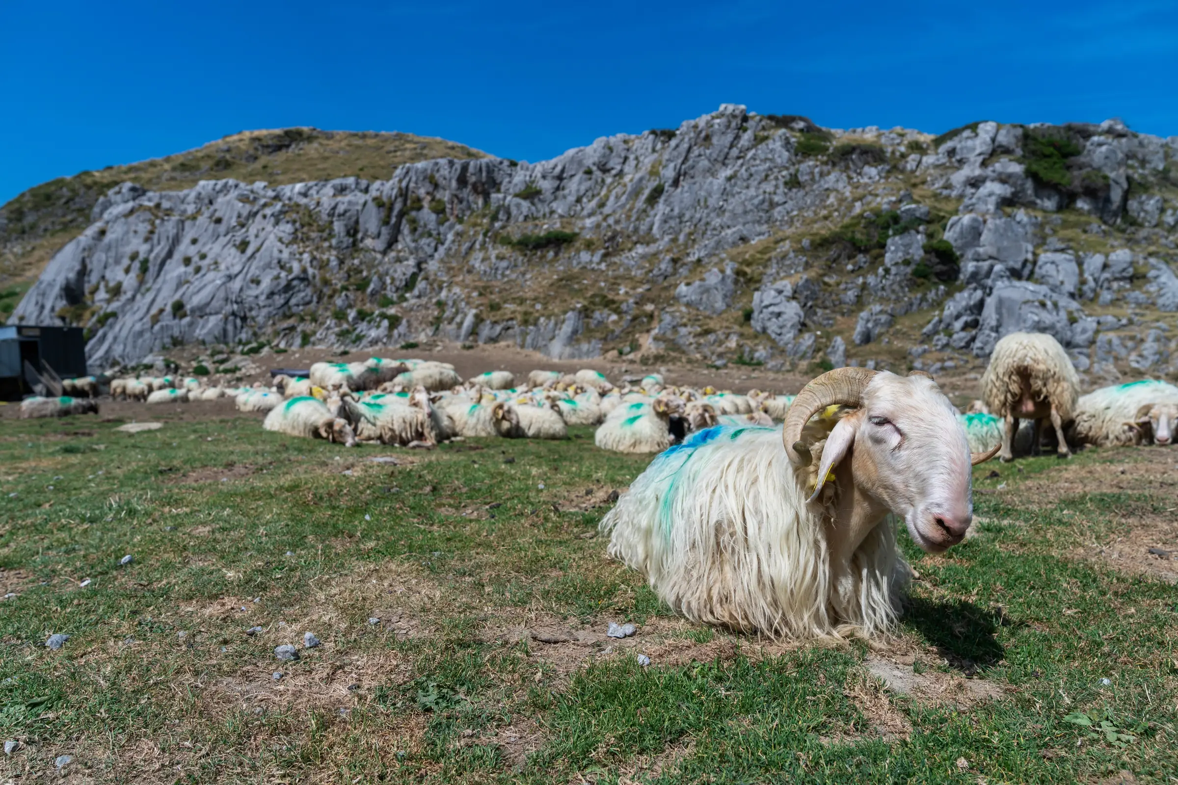Visite - A la rencontre du berger