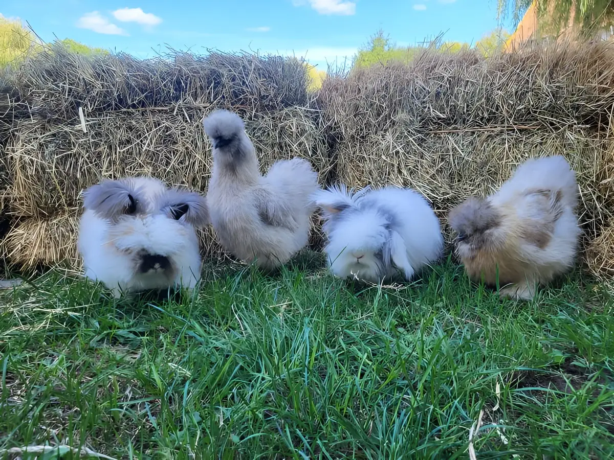 Ferme pédagogique Les Petits Sabots de l'Oudon