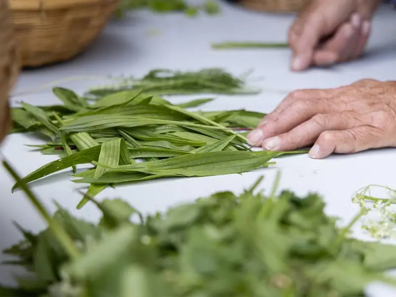 Sortie découverte des plantes sauvages