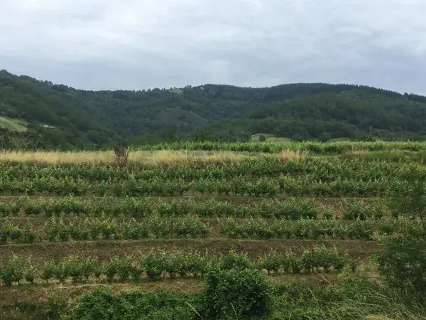 Domaine des Buis