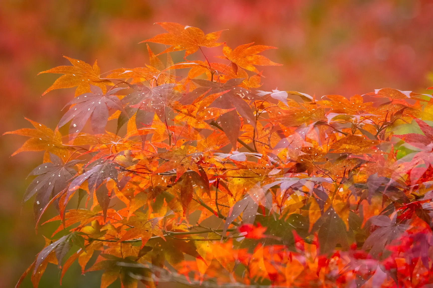 Concours photos : Automne