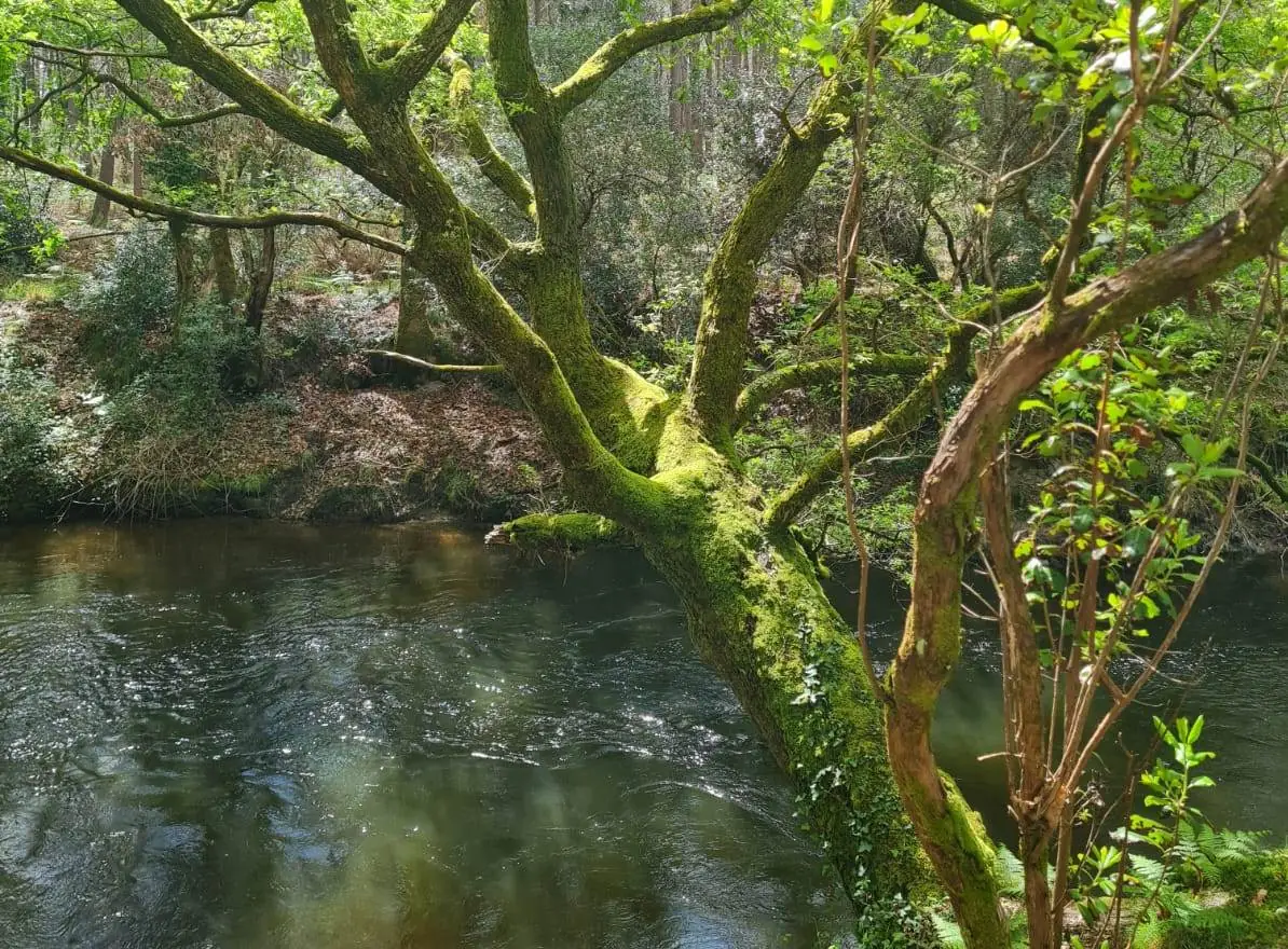 Balade nature - Entre courant et forêt