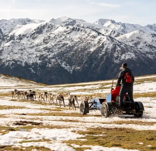 Nordic team - musher