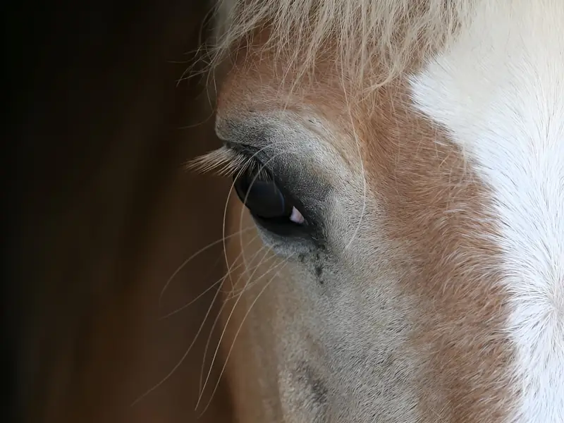 Haras d'Ecajeul