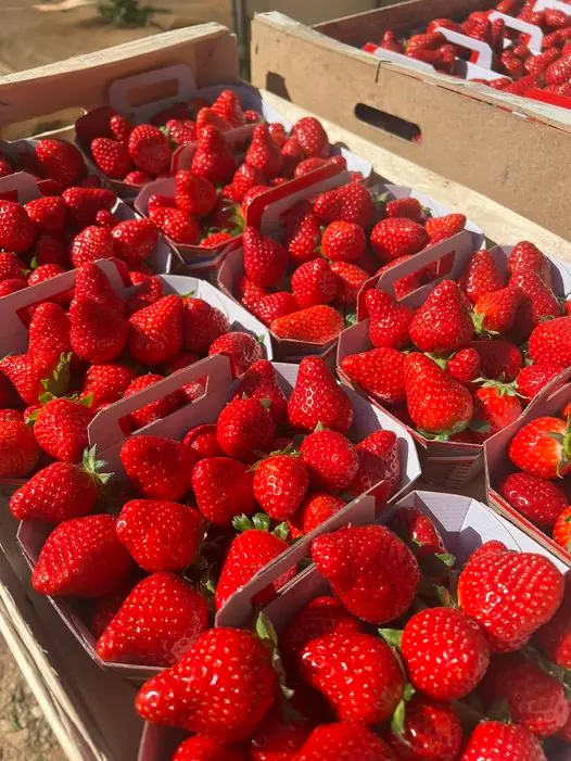 Marché des producteurs de Saint-Martin-de-Crau