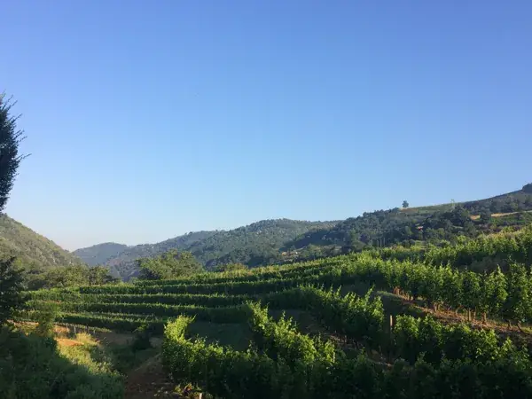 Domaine des Buis