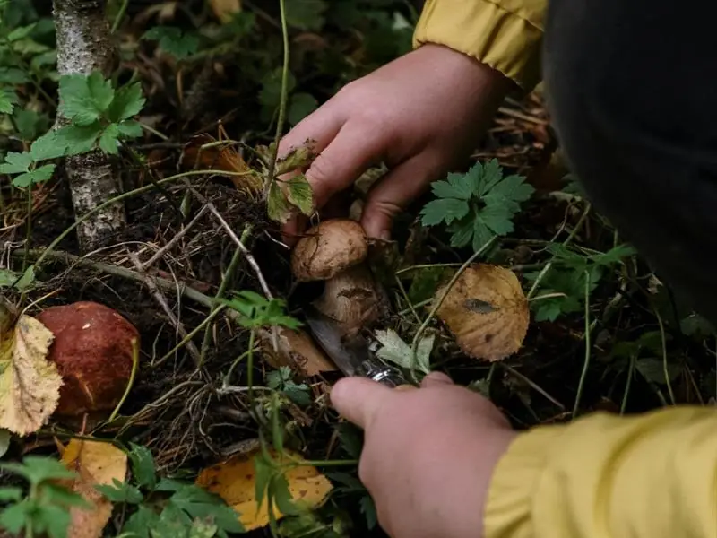 Activité : l'école buissonière