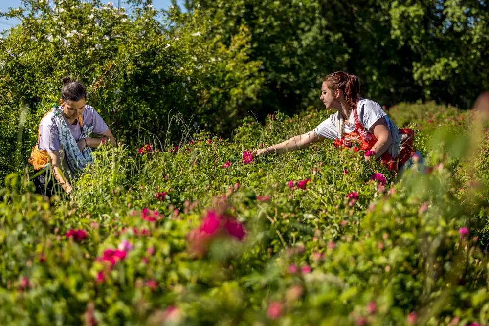 Immersion au pays des plantes à parfum, aromatiques & médicinales - Stage 2 jours