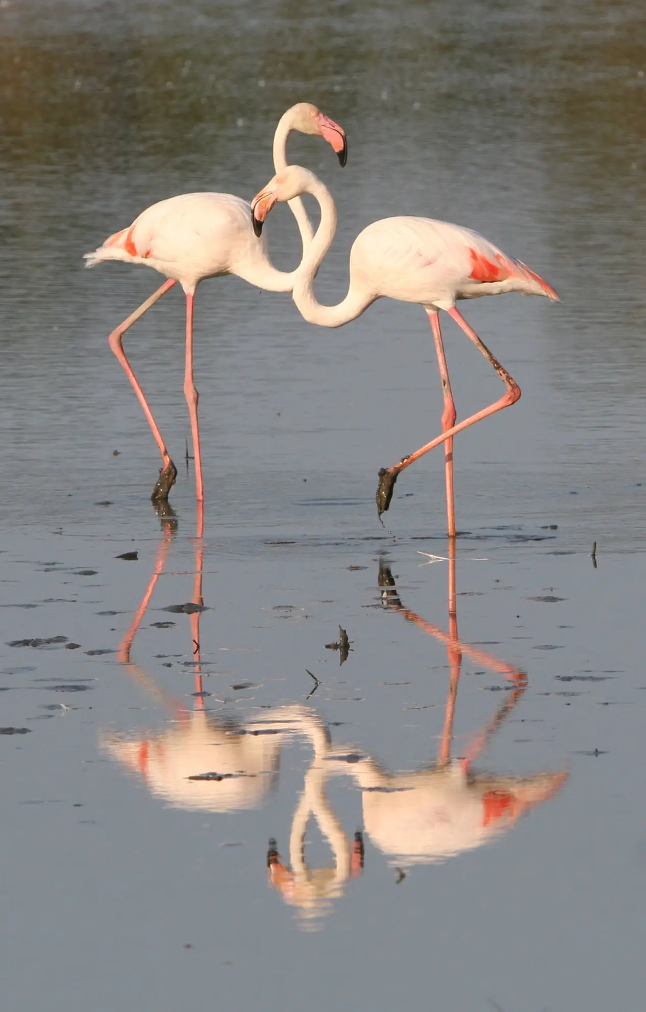 Parc Ornithologique - Programme des animations d'été