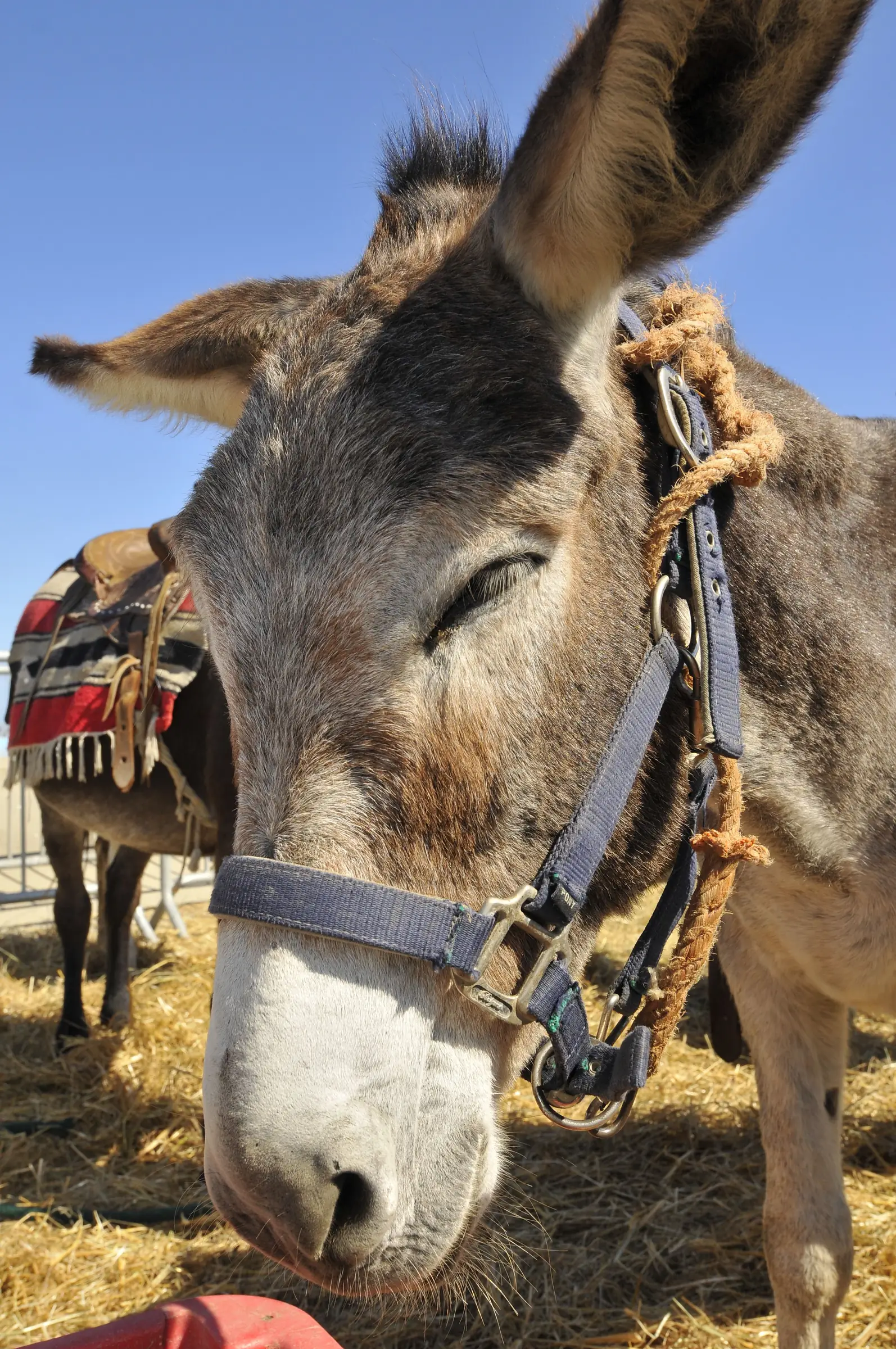 LA FERME A CANET